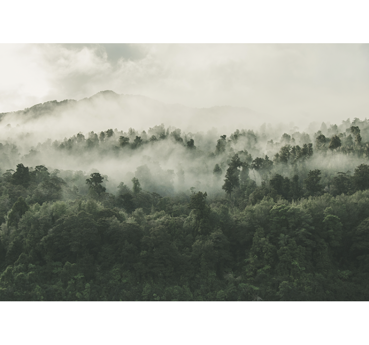 Papel mural bosque niebla desde arriba - TenVinilo