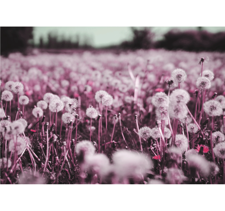 Mural diente de león escena de campo morado - TenVinilo