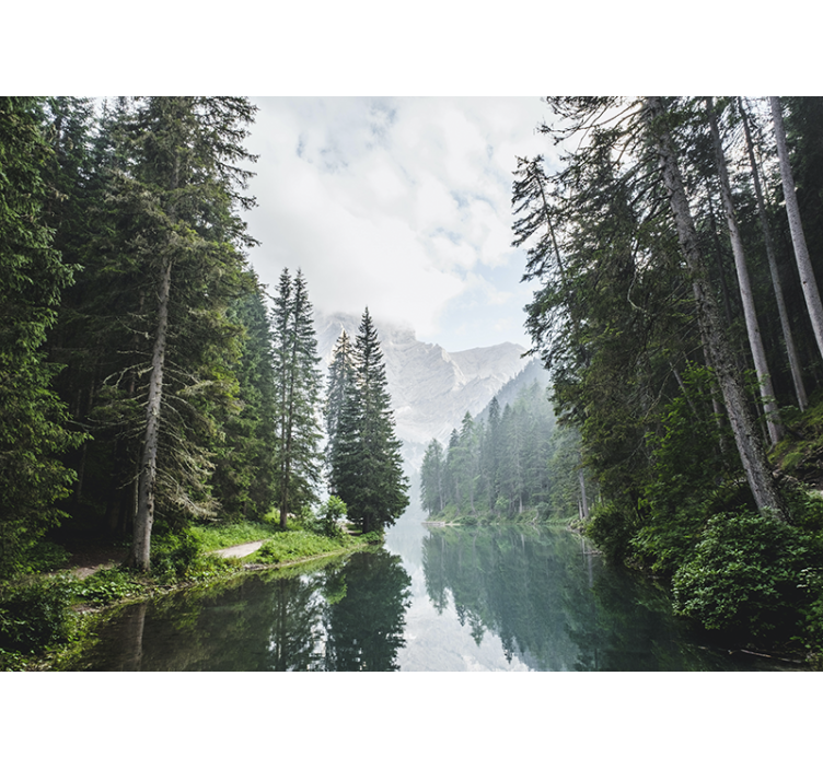 Papel mural paisajes eco del bosque tranquilo - TenVinilo