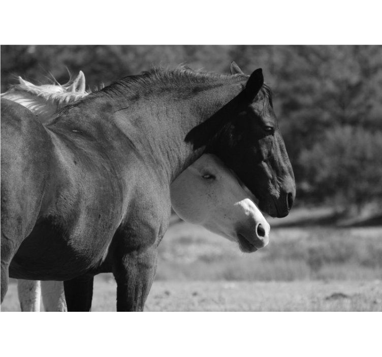 Mural de animales compañerismo equino - TenVinilo