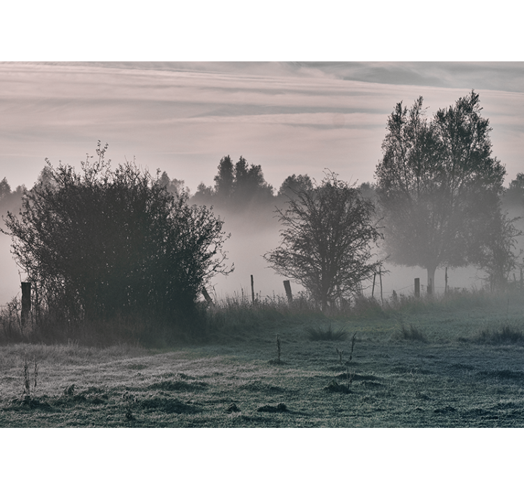 Fotomural de bosque Grandes árboles en un campo con niebla - TenVinilo