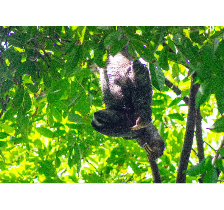 Mural de animales perezoso colgando en vegetación - TenVinilo