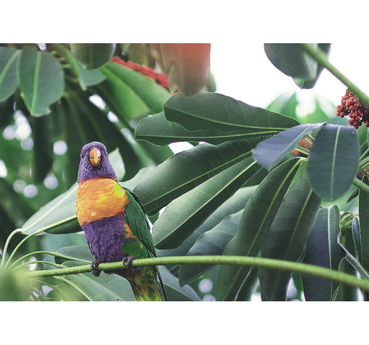 Mural de animales loro colorido posado - TenVinilo