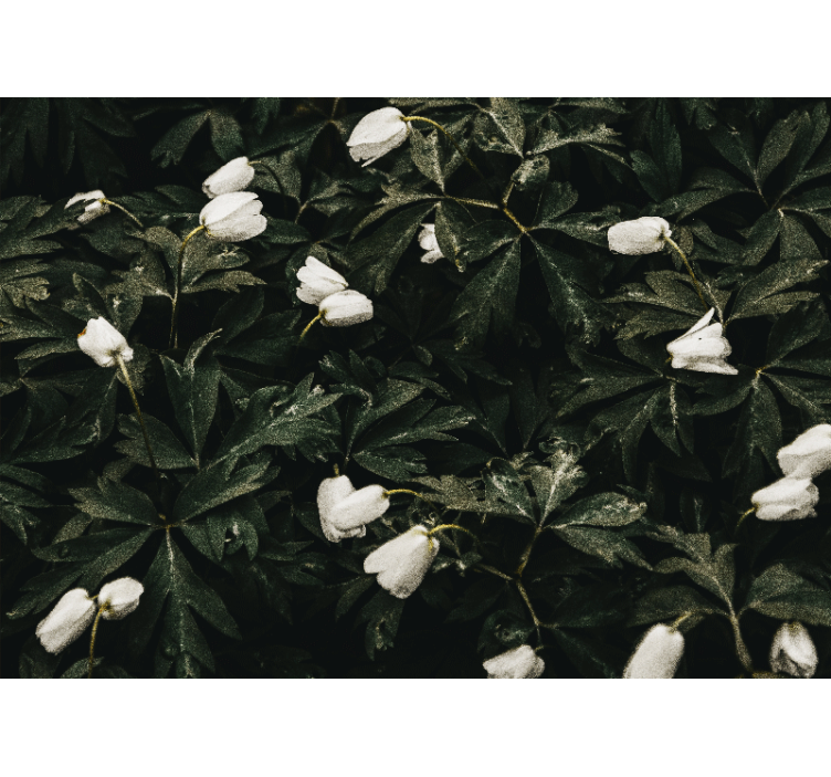 Papel mural flores flores blancas suaves - TenVinilo