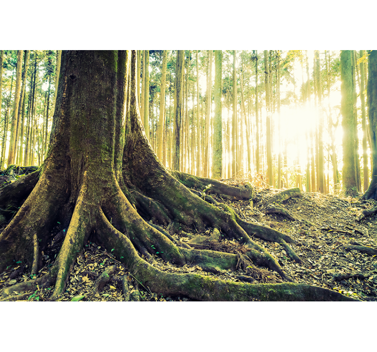 Papel mural bosque raíces de árbol iluminadas - TenVinilo