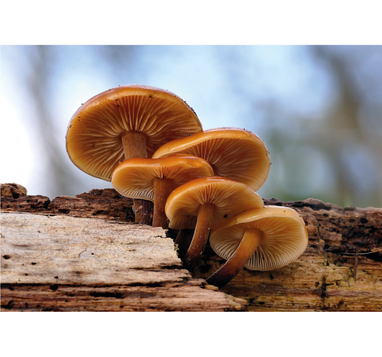 Papel mural flores racimo de setas - TenVinilo