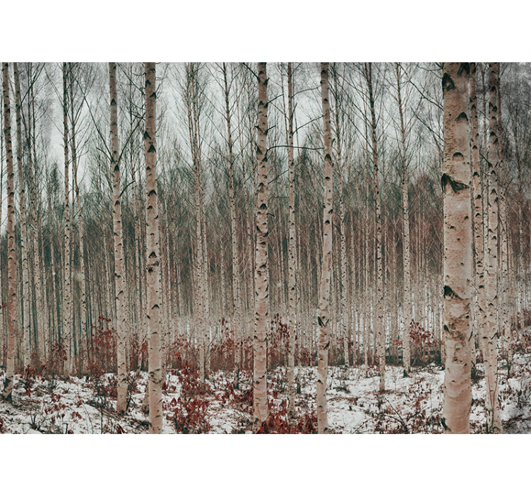 Fotomural de arboles Abedul gris arboles - TenVinilo