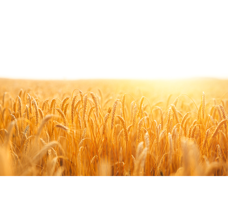 Papel mural naturaleza pradera de grano dorado - TenVinilo