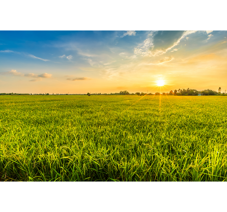 Fotomural naturaleza Campo de hierba fotografía estética - TenVinilo