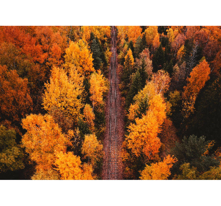 Papel mural paisajes sendero del bosque otoñal - TenVinilo