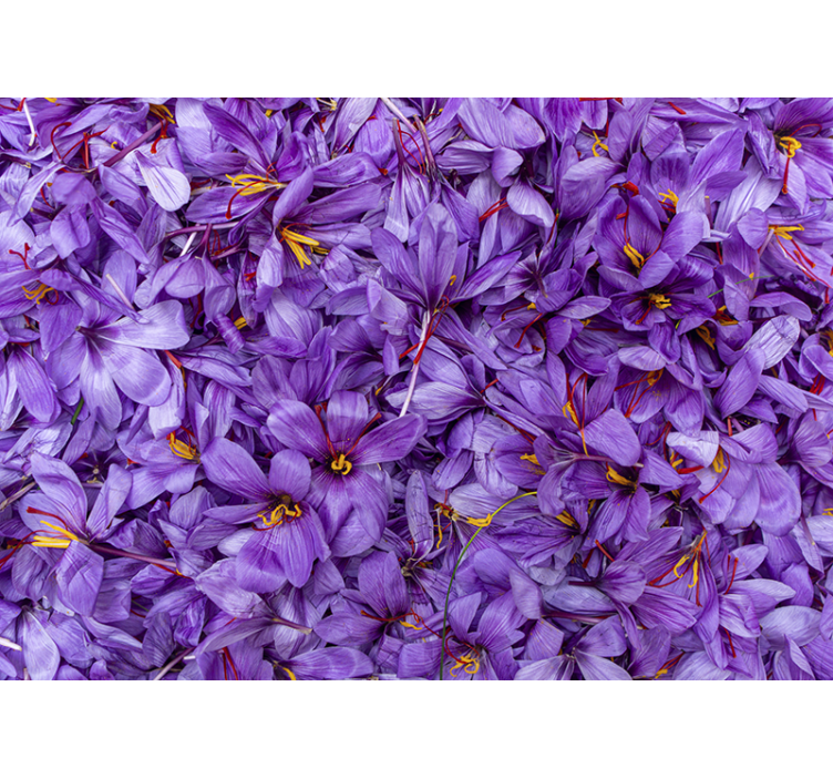 Fotomural flores Jardín de magnífico azafrán púrpura - TenVinilo