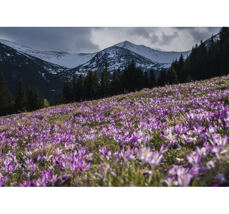 Papel mural flores campo de flores de crocus - TenVinilo