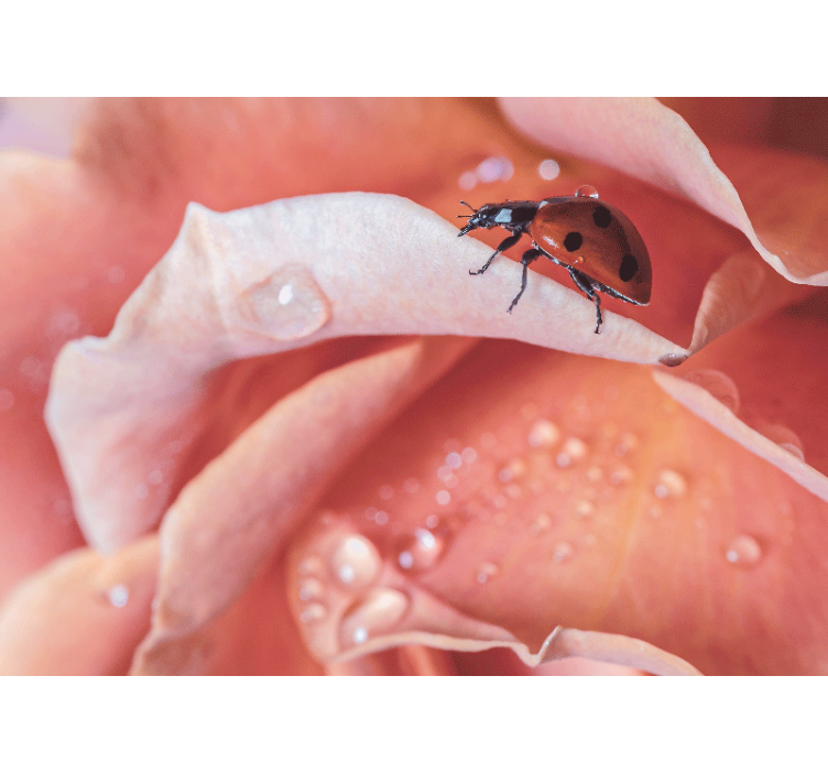 Papel mural flores mariquita sobre pétalo - TenVinilo