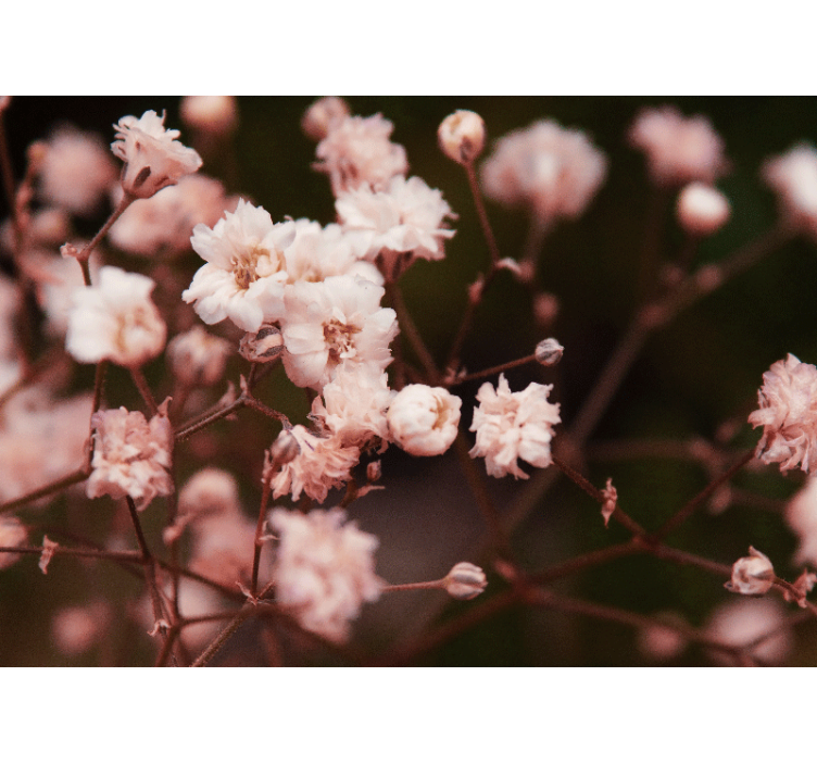 Papel mural flores flores delicadas en floración - TenVinilo