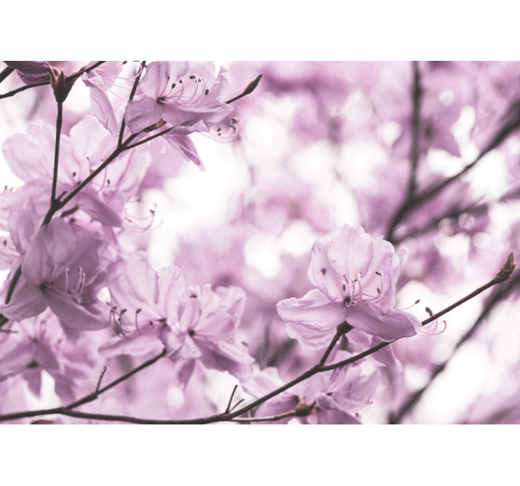 Papel mural flores flores delicadas en rosa - TenVinilo