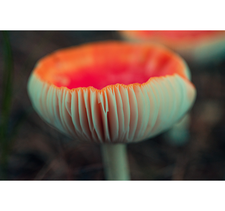 Papel mural de amapolas flor de amapola elegante - TenVinilo