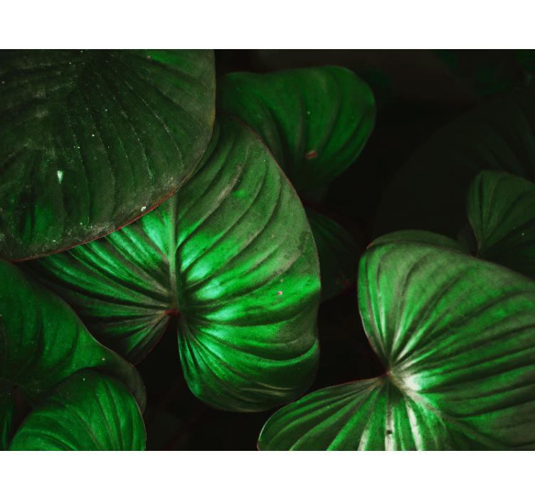 Papel mural naturaleza hojas verdes vivas - TenVinilo