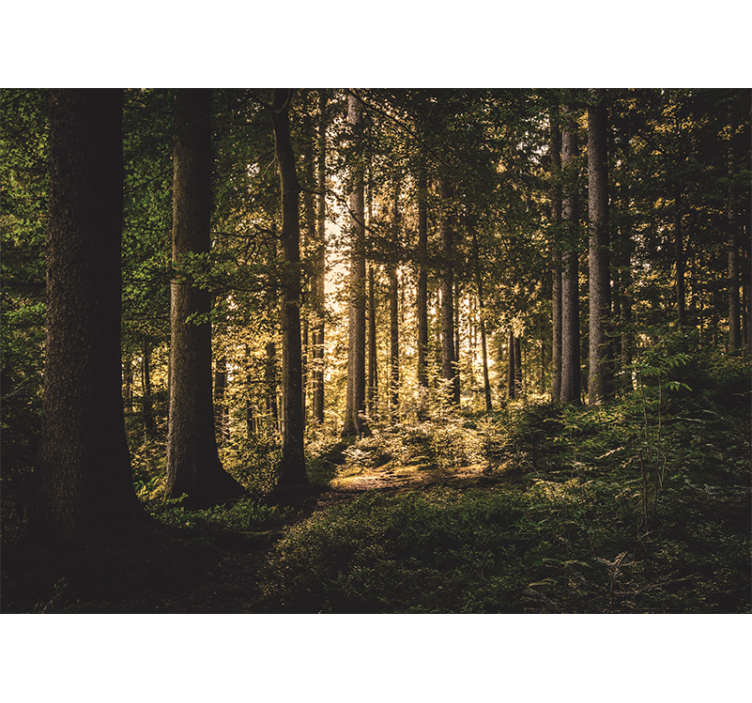 Papel mural bosque sendero brillante en el bosque - TenVinilo