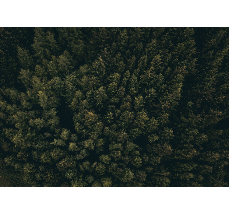 Papel mural naturaleza dosel de vegetación exuberante - TenVinilo