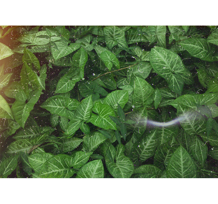 Papel mural naturaleza composición de hojas vivas - TenVinilo