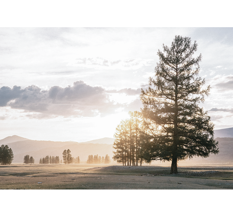 Papel mural naturaleza silueta de pino sereno - TenVinilo