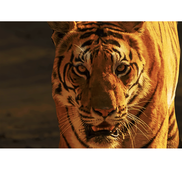 Papel mural leones mirada regal de tigre - TenVinilo