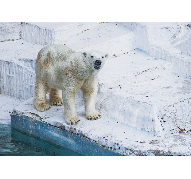 Mural de animales pose del oso polar - TenVinilo