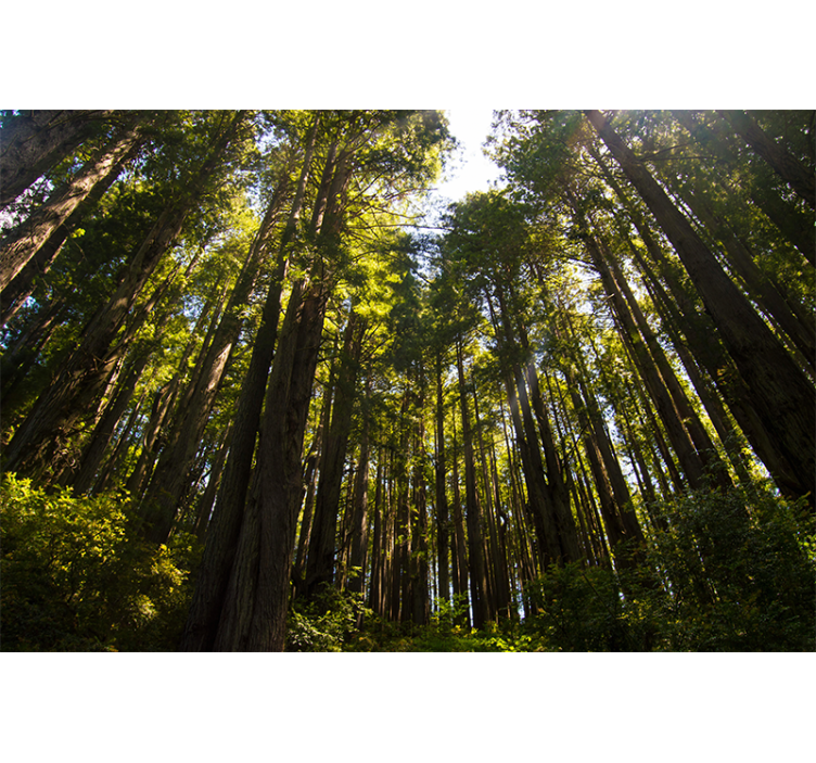 Fotomural bosque árboles altos - TenVinilo