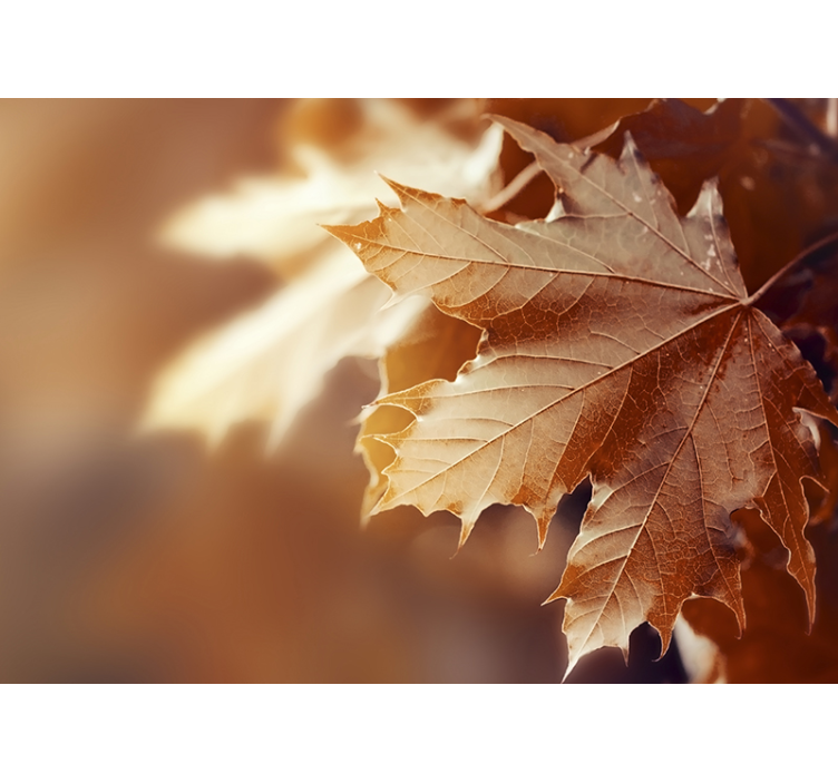 Papel mural flores hoja de arce en primer plano - TenVinilo