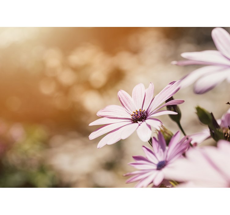 Fotomural pared de margaritas color rosa - TenVinilo