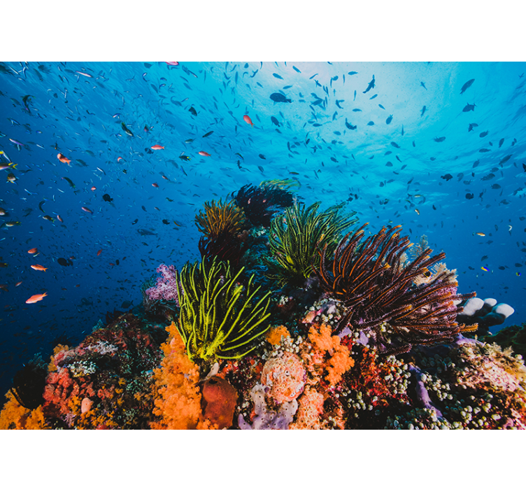 Papel mural mar paraíso de coral bajo el agua - TenVinilo
