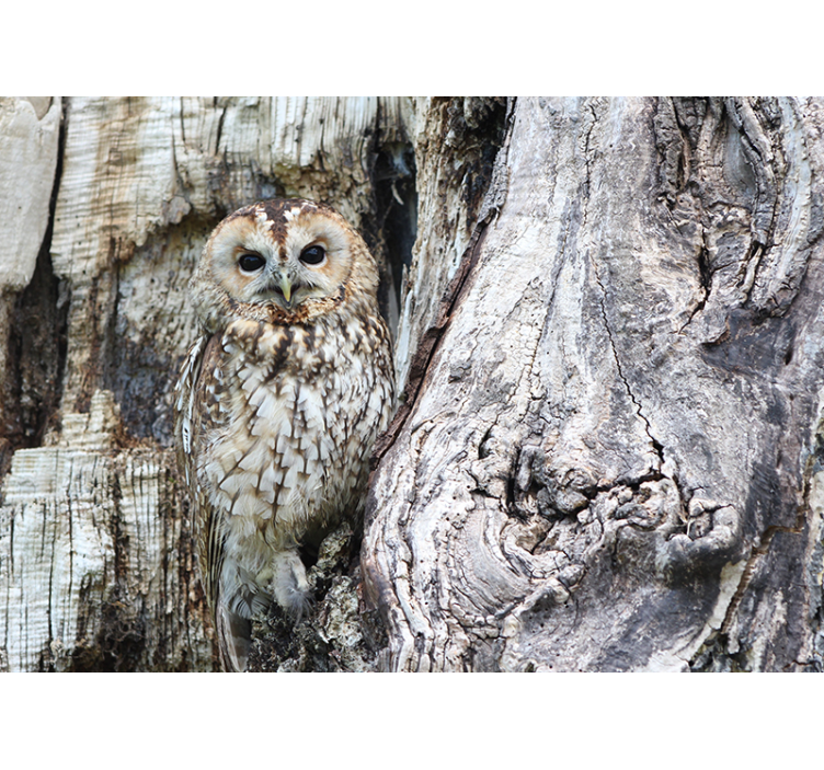 Mural de animales retrato de búho sabio - TenVinilo