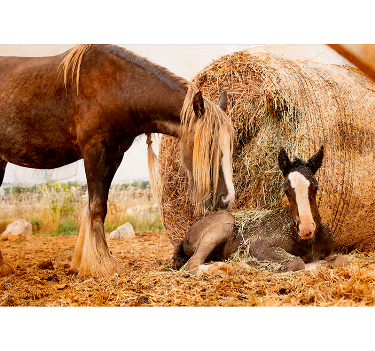 Fotomural naturaleza Caballo joven con wheet - TenVinilo