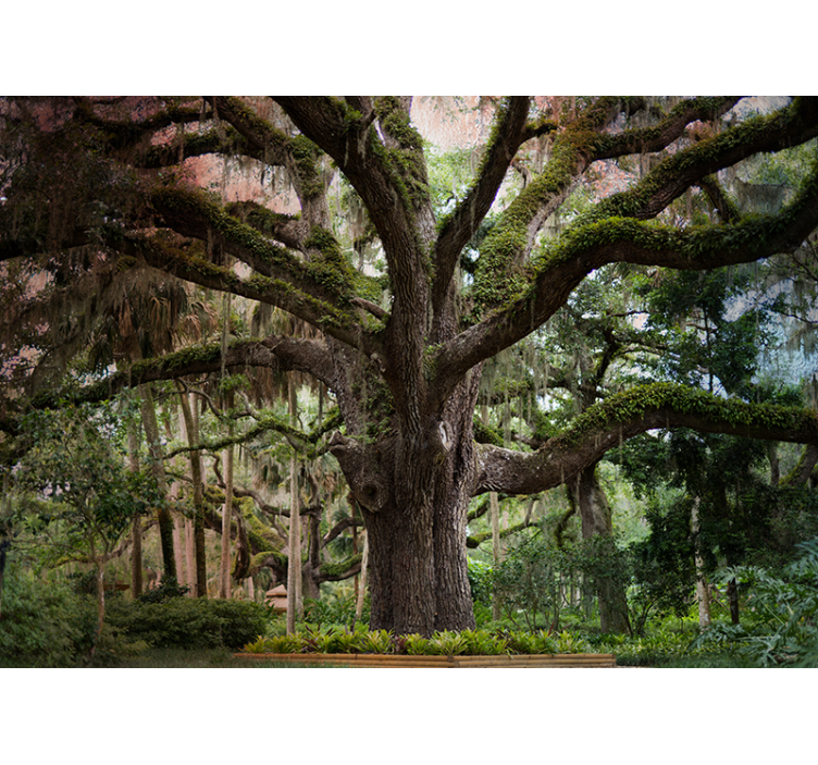 Papel mural bosque majestuoso roble - TenVinilo