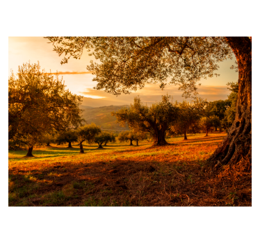 Fotomural árbol campo olivares andaluz - TenVinilo