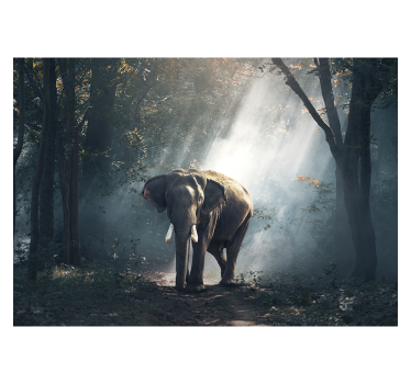 Mural pared de elefante en selva - TenVinilo