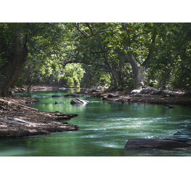 Fotomural pared de selva tropical y río - TenVinilo