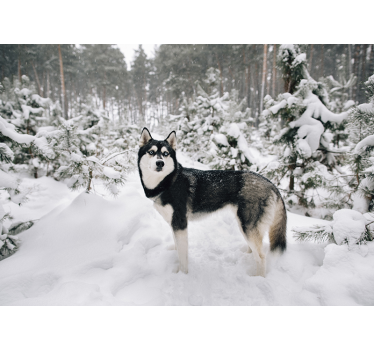 Papel mural paisaje de invierno y Husky - TenVinilo
