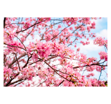Fotomural árbol Fondo del cielo del árbol de la flor de cerezo - TenVinilo