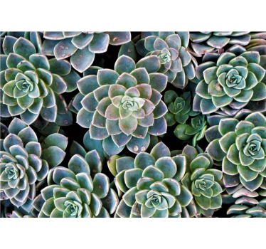 Papel mural naturaleza colección de plantas suculentas - TenVinilo