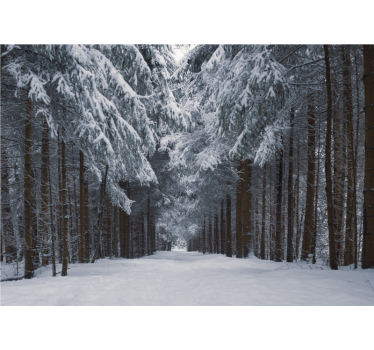 Papel mural bosque sendero de pinos nevados - TenVinilo