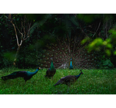 Fotomural de naturaleza Pavos reales y paisaje primavera - TenVinilo