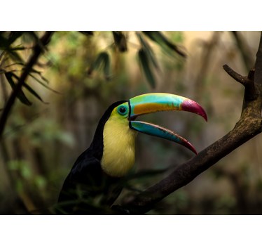 Mural animal Tucan en la jungla - TenVinilo