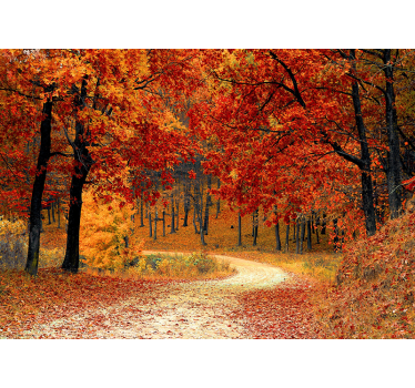 Papel mural naturaleza sendero del bosque de otoño - TenVinilo