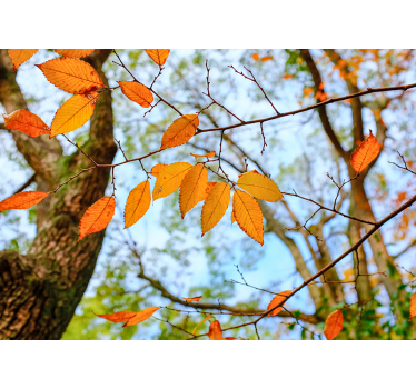 Fotomural árbol Hojas de otoño - TenVinilo