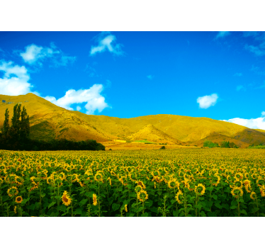 Papel mural paisajes campo de girasoles - TenVinilo