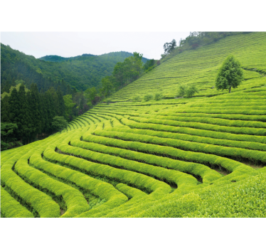 Papel mural naturaleza paisaje de plantación de té - TenVinilo