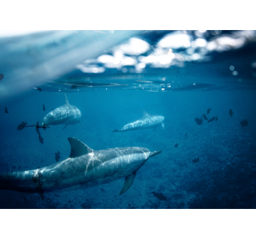 Papel mural mar encuentro submarino con delfines - TenVinilo