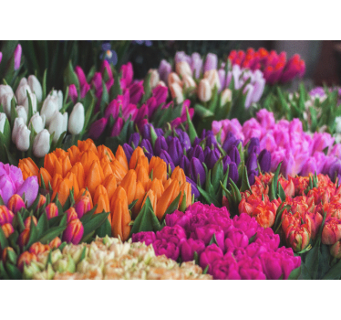 Fotomural tulipanes Diferente color - TenVinilo
