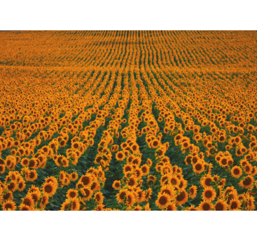 Fotomural de flores Campo de girasol largo - TenVinilo